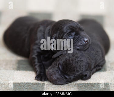 Cuccioli del Labrador nero. Il cucciolo sta dormendo insieme come amici fratelli molto carini. Foto Stock