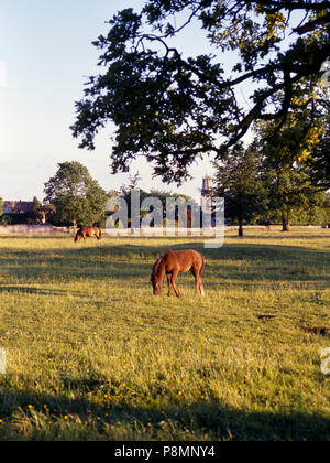 C1992: cavalli pascolano nella calda serata sole su Minchinhampton Common, Gloucestershire, Cotswolds, England, Regno Unito, Europa Foto Stock