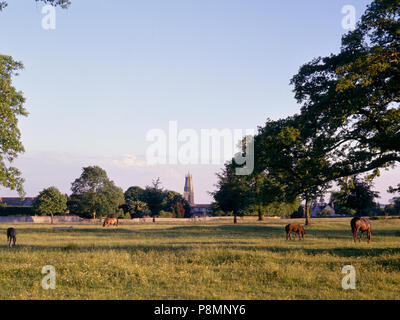 C1992: cavalli pascolano nella calda serata sole su Minchinhampton Common, Gloucestershire, Cotswolds, England, Regno Unito, Europa Foto Stock