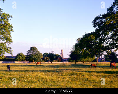 C1992: cavalli pascolano nella calda serata sole su Minchinhampton Common, Gloucestershire, Cotswolds, England, Regno Unito, Europa Foto Stock