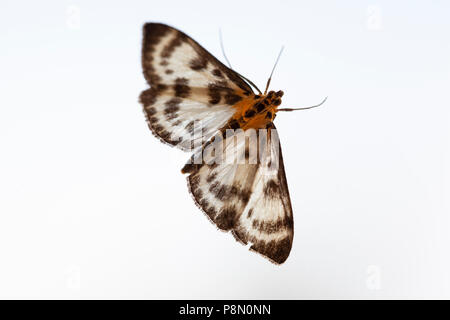 Piccola Gazza Tarma (Eurrhypara hortulata) retroilluminato su sfondo bianco, Berkshire, Inghilterra, Regno Unito, Europa Foto Stock