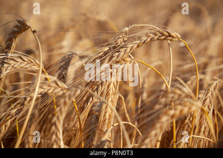 Close up di ripe golden-marrone di orzo, Gloucestershire, England, Regno Unito, Europa Foto Stock