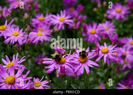 Due bombi a lavorare sodo in un viola daisy letto floreale Foto Stock