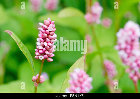 Persicaria, o Redshank, (Polvcronum persicaria), in prossimità di una singola testa di fiori tra i tanti. Foto Stock