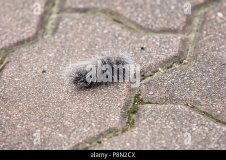 I bruchi nero salire sul pavimento Foto Stock