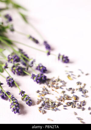 Secca e fresca Lavanda fiori su sfondo rosa Foto Stock