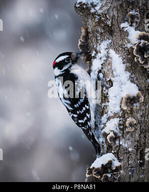 Un picchio lanuginosa ricerche per i bug in un albero morto, durante un inverno blustery tempesta di neve. Foto Stock