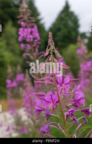 Rosebay willow herb, chamerion angustifolium, epilobium angustifolium, fireweed, Foto Stock