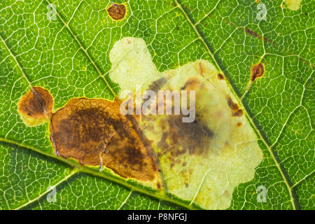 Kastanienminiermotte, Kastanien-Miniermotte, Rosskastanienminiermotte, Rosskastanien-Miniermotte, Miniermotte, Miniermotten, larve, frisst Raupe in Ka Foto Stock