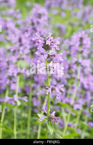 Nepeta sibirica fiori. Foto Stock