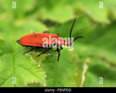 In contrasto luminoso rosso cardinale Beetle (Pyrochroa serraticornis) con antenne dentellate sul fogliame verde nel Gloucestershire England Regno Unito Foto Stock