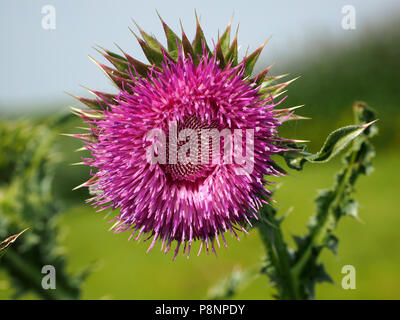 Fiore di muschio Thistle (Carduus Nutans) nel Gloucestershire, England Regno Unito Foto Stock