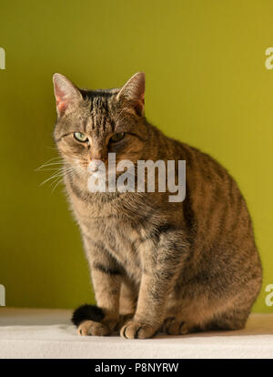 Tabby European Shorthair gatto domestico seduto Foto Stock
