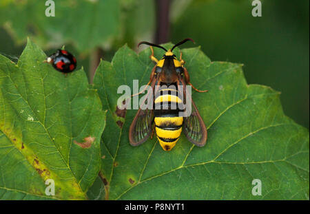 Hornet Moth in appoggio al giorno su una foglia. Foto Stock