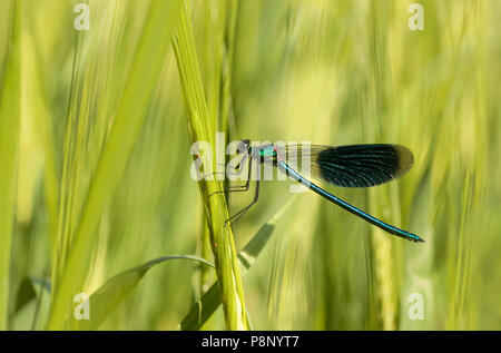 Nastrare maschio Demoiselle (Calopteryx splendens) tra orzo. Foto Stock