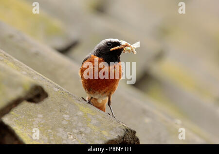 Redstart comune (adulto maschio) con i bruchi in piedi sul tetto di un vecchio fienile. Foto Stock