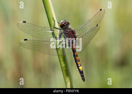 Close-up top view grande maschio di fronte bianco-Darter Foto Stock