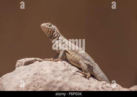 Pacifico Tarapaca Iguana (Microlophus tarapacensi) seduto su una roccia Foto Stock