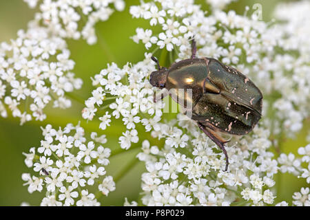 Rose-chafer (Potosia cuprea) sul fiore bianco Foto Stock
