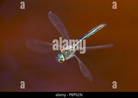 Flying strepitosi Smeraldo (Somatochlora metallica) Foto Stock