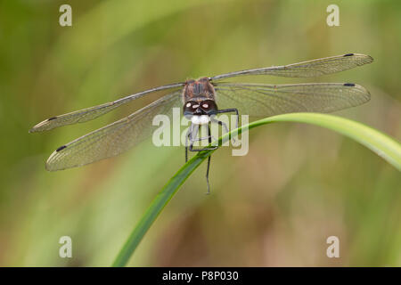 Foto frontale di grande di fronte bianco-Darter; Leucorrhinia pettorale Foto Stock