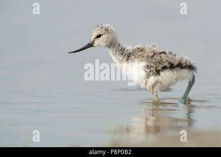 I capretti Pied Avocet (Recurvirostra avosetta) passeggiate in acqua poco profonda Foto Stock