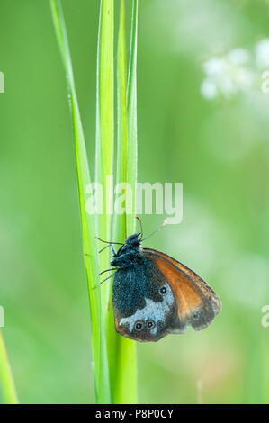La brughiera di perla (Coenonympha arcania) sul luminoso verde erba Foto Stock