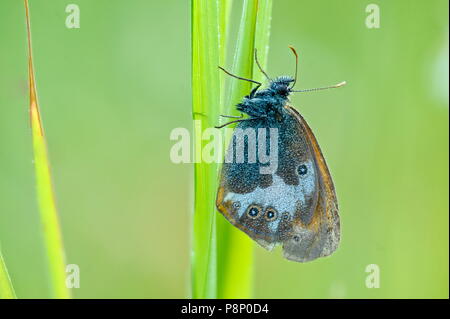 La brughiera di perla (Coenonympha arcania) sul luminoso verde erba Foto Stock