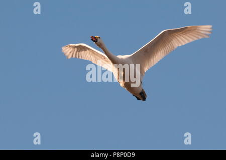 Flying Bewick's Swan (Cygnus bewickii) svernano in Belgio Foto Stock