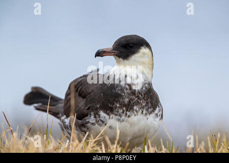 Appoggio Pomarine Jaeger (Stercorarius pomarinus) sulla tundra Foto Stock