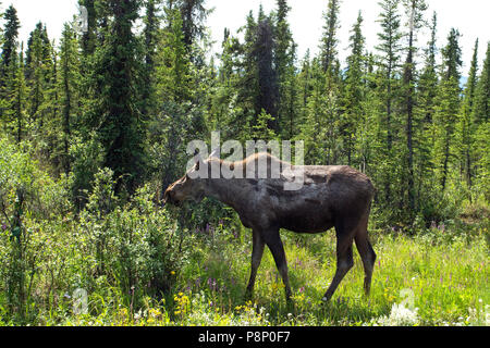 Alci Fouraging (Alces alces) nella foresta Foto Stock