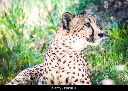 Chiudere l immagine di un ghepardo africano seduto in erba. Foto Stock