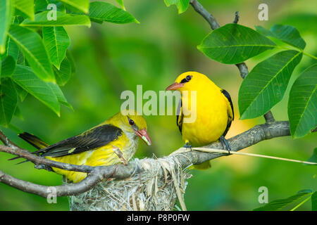 Coppia Eurasian Rigogolo (Oriolus oriolus) seduto vicino a nido e alimentazione di pulcini con insetti Foto Stock