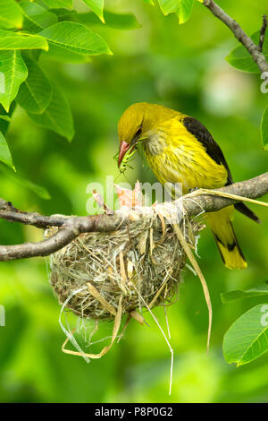 Eurasian femmina Rigogolo (Oriolus oriolus) alimenta grasshopper al pulcino su nest Foto Stock