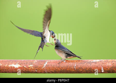 I capretti Barn Swallow (Hirundo rustica) essendo alimentato da uno dei genitori Foto Stock