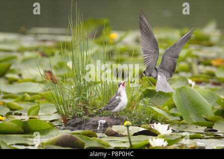 Black Tern genitore alimenta un piccolo pesce agli affamati pulcino su nest Foto Stock