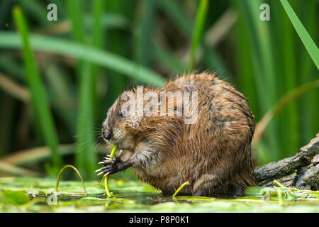 Topo muschiato (Ondatra zibethicus) waterplants mangiare sul bordo di un lago Foto Stock