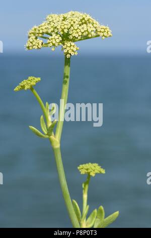 Floweirng Rock Samphire sulla diga del mare Foto Stock