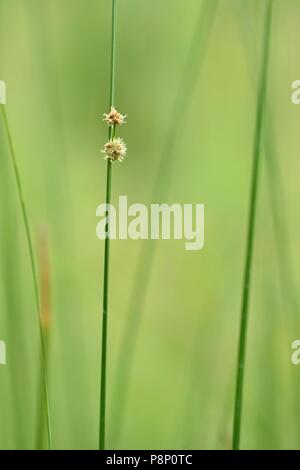 Fioritura a testa tonda Club-rush Foto Stock