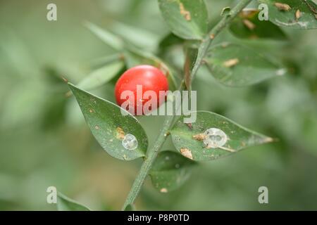 La fruttificazione Pungitopo Foto Stock