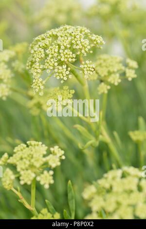 Fioritura Rock Samphire sulla diga del mare Foto Stock