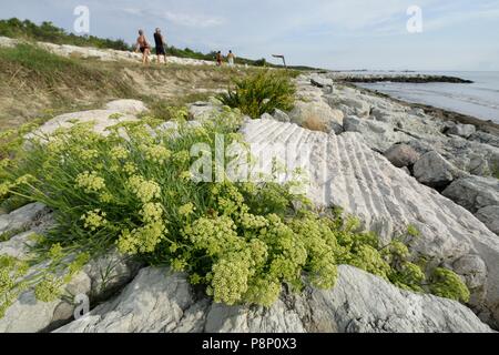 Fioritura Rock Samphire sulla diga del mare Foto Stock