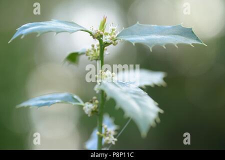 Fioritura di agrifoglio comune Foto Stock