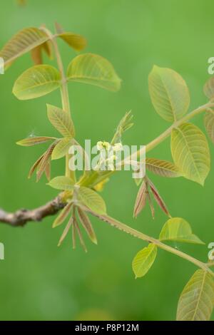 Infiorescenza femminile del Noce comune Foto Stock