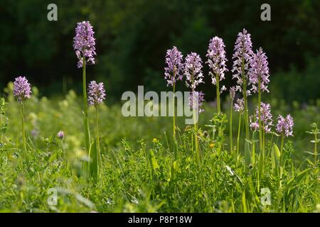 Fioritura di orchidee militare sul pendio calcareo Foto Stock