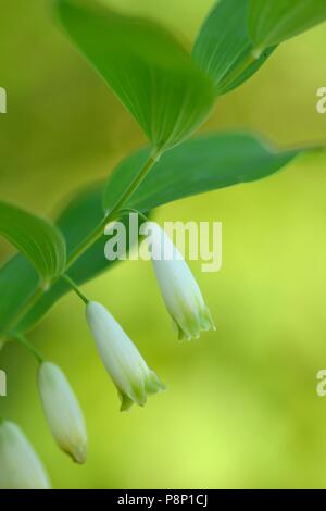 Close-up di fiori di Salomone angolare del sigillo Foto Stock