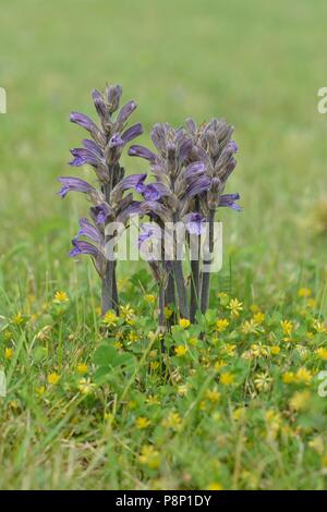 Fioritura Yarrow Succhiamele prataiolo parasiting su Yarrow nelle dune Foto Stock