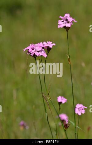 Floweirng Dianthus giganteus un invasiva di piante esotiche introdotte nei Paesi Bassi Foto Stock