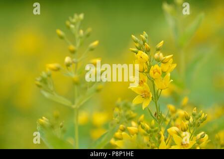 Fioritura loosestrife giallo Foto Stock