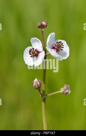 Fioritura Arrowhead Foto Stock